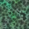 3 Probiotic Benefits